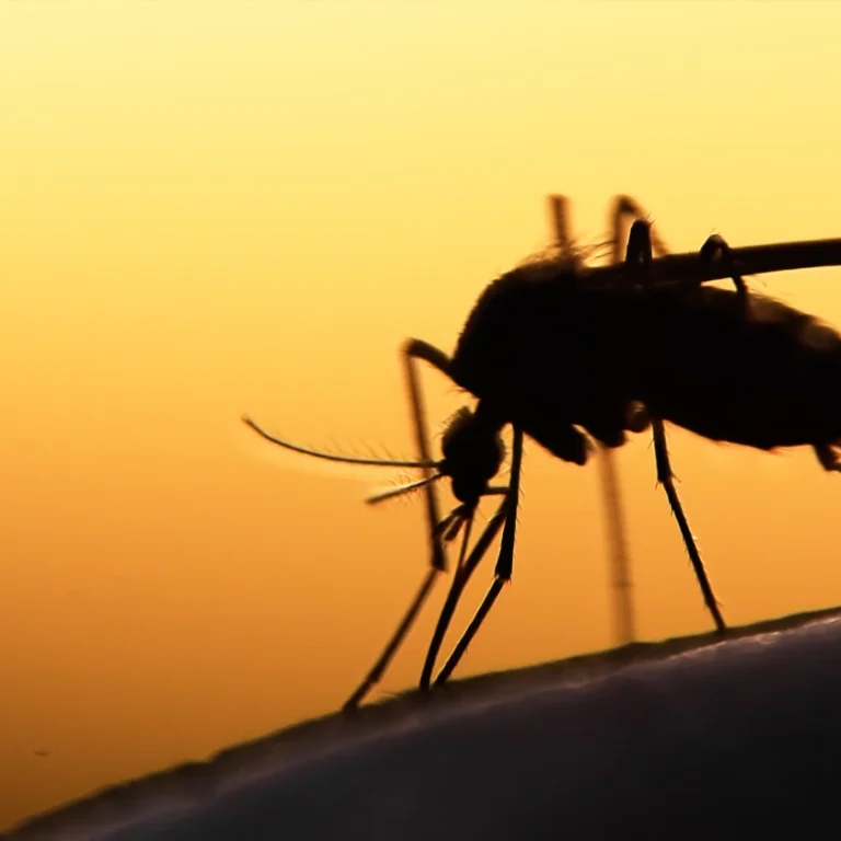 medycyna podrozy malaria metody ochrony